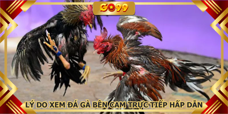 Lý do xem đá gà bên Cam trực tiếp hấp dẫn